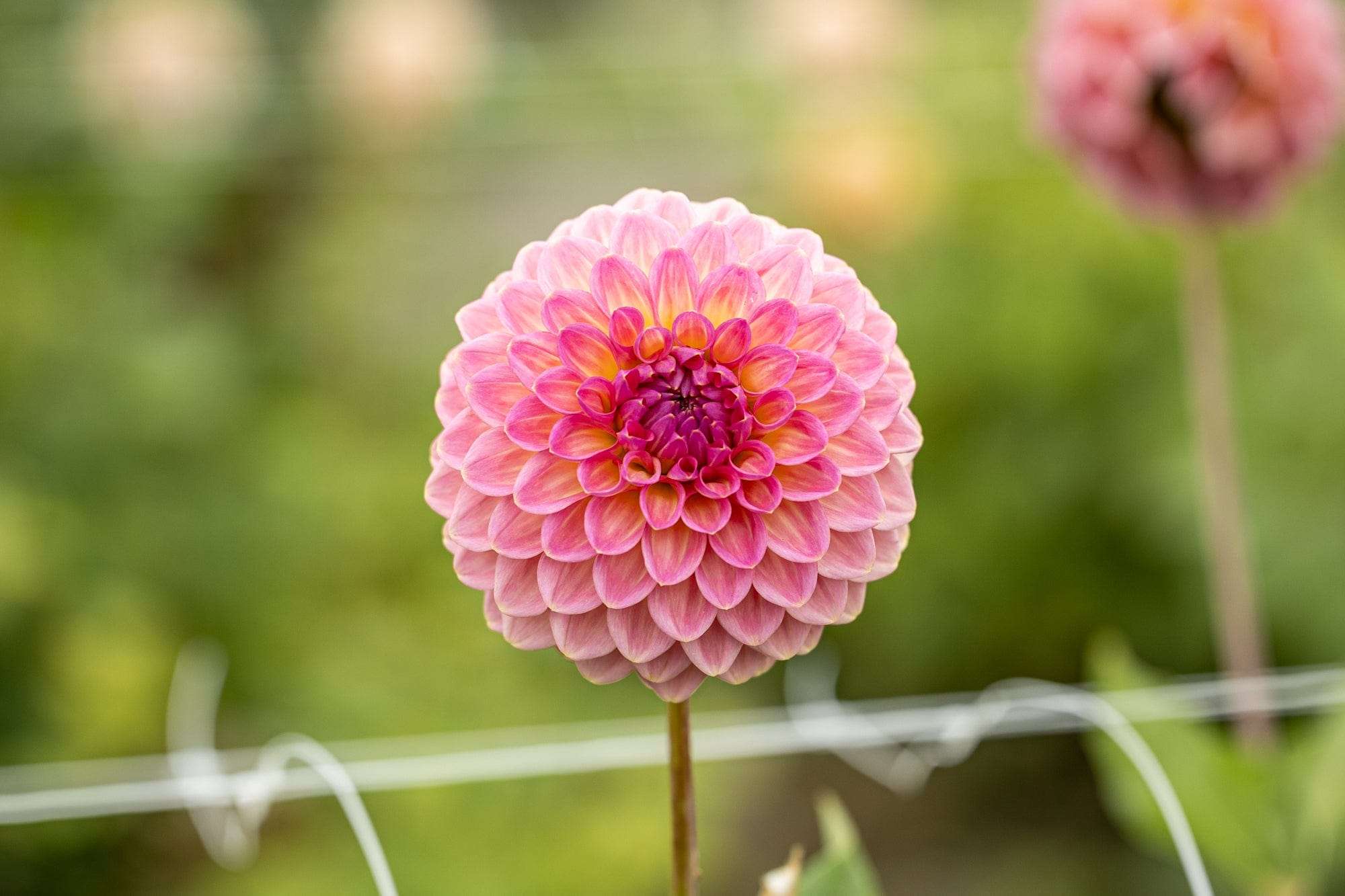 Dahlia 'Pink Suffusion'